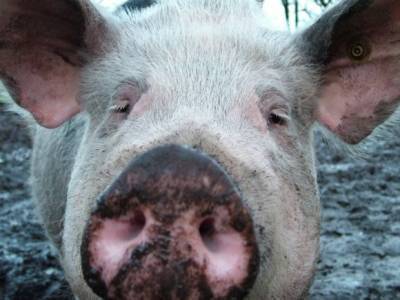 Жители Псковщины против свиноводов: в регионе разразился экологический скандал