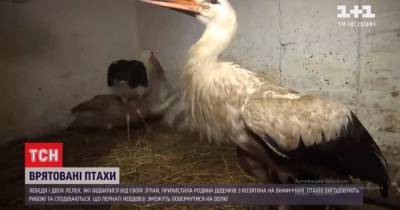 Спасенные птицы: в Винницкой области на частном дворе нашли приют два аиста и лебедь