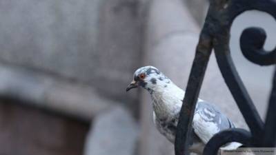 Гостиный двор в Петербурге "усыпало" трупами голубей