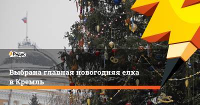 Комиссия выбрала главную новогоднюю елку в Кремль