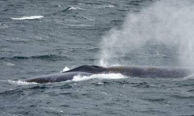 Впервые за пятьдесят лет возвращаются синие киты, – учёные