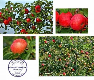 Белорусские сорта яблонь – отзывы специалиста-практика (Г.Распопов)