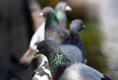 Орнитолог прокомментировал массовую гибель голубей в Петербурге