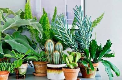 Дышать будет легче: комнатные растения, которые обязательно должны быть в доме