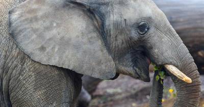 Слон - личность: животное из Бронкса требуют признать "персоной"
