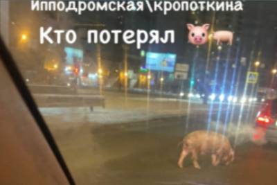 По улицам Новосибирска бегал испуганный поросенок
