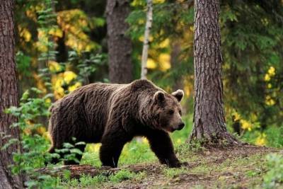 Костромские медведи могут спать спокойно — сезон охоты на них завершается 30 ноября