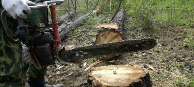 Как "черные лесорубы" уничтожают лес в Карелии