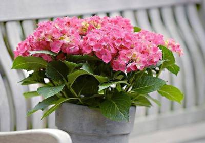Ядовитые комнатные растения. 9 домашних цветов, с которыми нужно вести себя осторожно