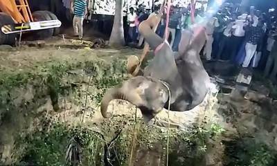 Спасение слона из глубокого колодца в Индии сняли на видео