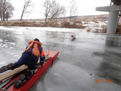 В Башкирии спасли собаку, застрявшую подо льдом на реке