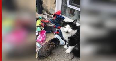 В США кот-клептоман "подарил" хозяйке около 100 пар соседской обуви