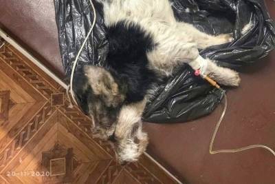 В Тверской области хозяева избили свою собаку и бросили в подъезде