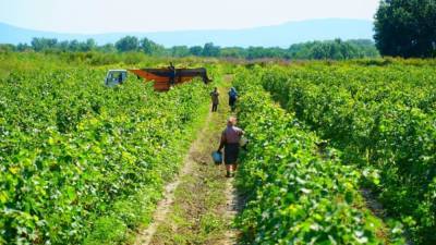 Рекордный урожай винограда в Дагестане не снизил спрос на ягоду