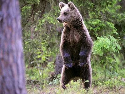 В Ленинградской области сняли видео с танцующим медведем