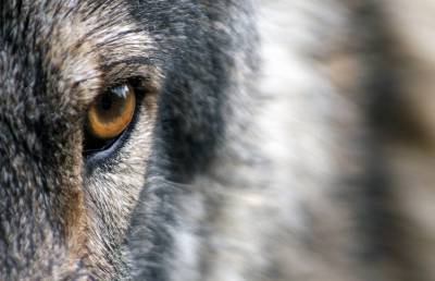 В Китае мужчина убил волка голыми руками