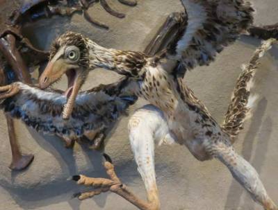 В Антарктиде найдены окаменелости господствовавших вместо динозавров пелагорнитидных птиц