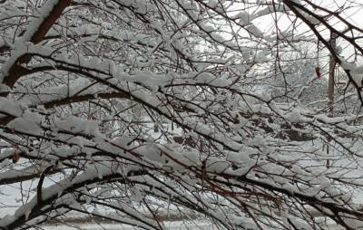 Заметет снегом и заморозит: синоптик Диденко рассказала, какой будет погода в Украине 22 ноября