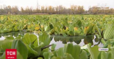 Как кочан капусты: водоемы Киевской области заполонило экзотическое растение