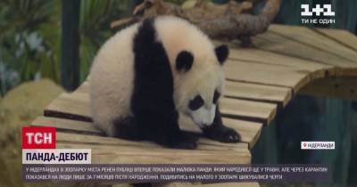Из-за карантина в Нидерландах впервые показали детеныша панды, который родился несколько месяцев назад