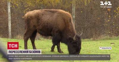 На Прикарпатье для бизонов-нелегалов закончились восьмилетние лишения: подробности спасения