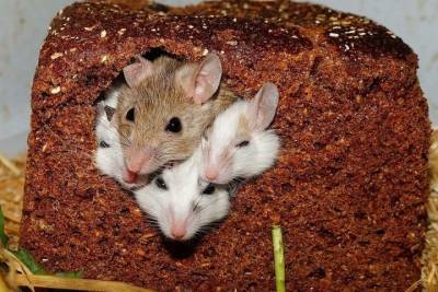 Новосибирец выхаживает шестерых новорожденных мышат