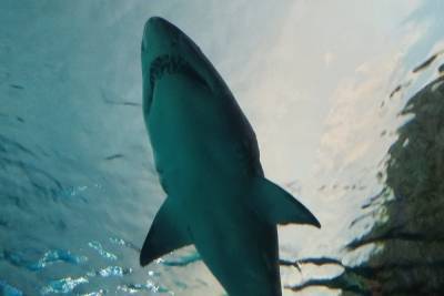 У побережья Австралии мужчина погиб от зубов акулы