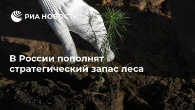 В России пополнят стратегический запас леса