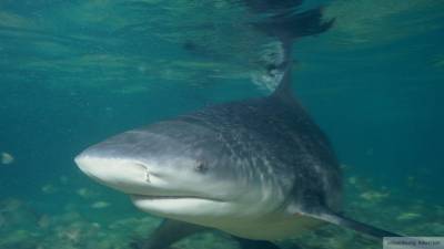 Мужчина скончался в результате нападения акулы в Западной Австралии