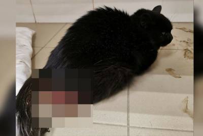 В Башкирии возле храма нашли кошку с тяжелой травмой
