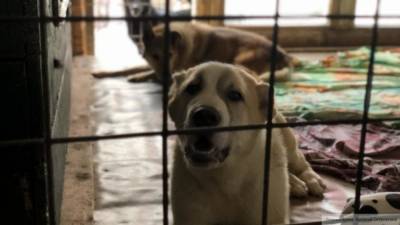 Зоозащитники обвинили приют в убийстве 50 тыс. животных в Иркутске