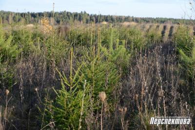 Зеленые плантации: где в Гродненском районе выращивают новогодние деревья? (+видео)