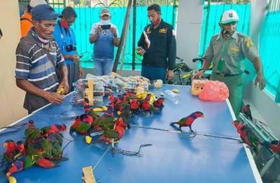 Контрабанда в Индонезии: 74 попугая в пластиковых бутылках