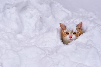 В Тверской области ожидается снегопад
