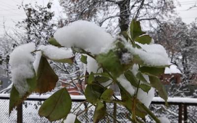 Украину засыпало снегом: в каких областях его больше всего – фото