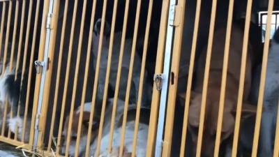 В иркутском приюте по версии зоозащитников истребили 50 тысяч животных