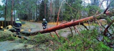 Сильный ветер повалил деревья возле детского сада в поселке Карелии (ФОТО)