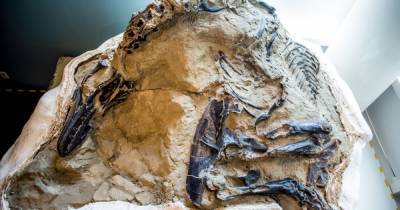 Уникальные скелеты "динозавров-дуэлянтов" выставили в музее впервые после их смертельной схватки 67 млн лет назад