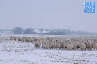 Минсельхоз Дагестана прокомментировал ситуацию с пастухом, застрявшем из-за снегов в Калмыкии