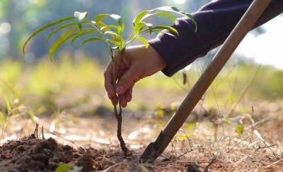 В Тюмени высадили более 10 тысяч деревьев