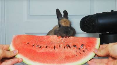 Срочно взгляните на это: кролик с чавканьем кушает вкуснейший арбуз - видео
