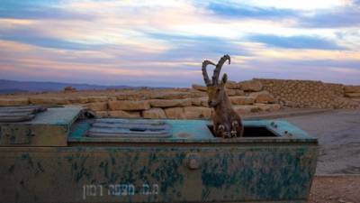 Фото: оставленный израильтянами в парках мусор угрожает жизни животных и птиц