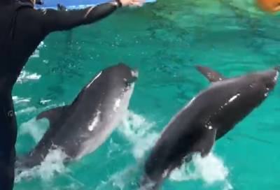 Петербургский дельфинарий дал последнее выступление на Крестовском острове