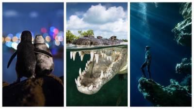 Удивительная жизнь Мирового океана: 30 сумасшедших фото – лучших в 2020 году