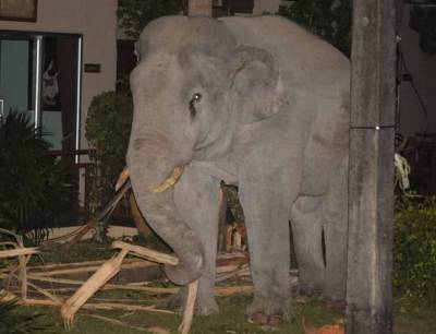 В Таиланде домашний кот прогнал со двора надоедливого слона