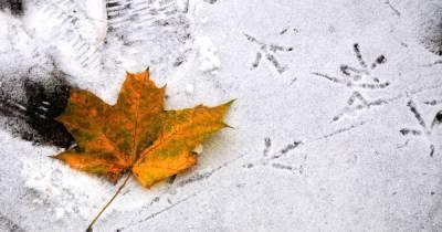 Мокрый снег, дождь, солнце и местами до 10 градусов мороза: прогноз погоды в Украине на 23-27 ноября