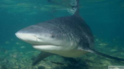 Акула до смерти закусала 60-летнего мужчину в Австралии