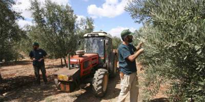 Троих израильтян обвиняют в нападении на палестинских сборщиков оливок