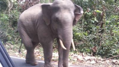 В Индии из глубокого колодца спасли слоненка