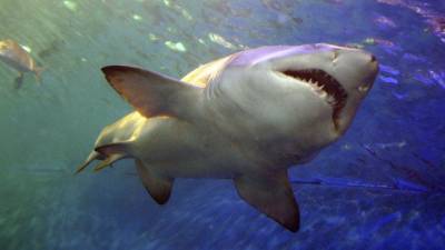 Акула впервые за 60 лет напала на человека в районе пляжа Голд-Кост